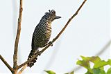 Barred Antshrike